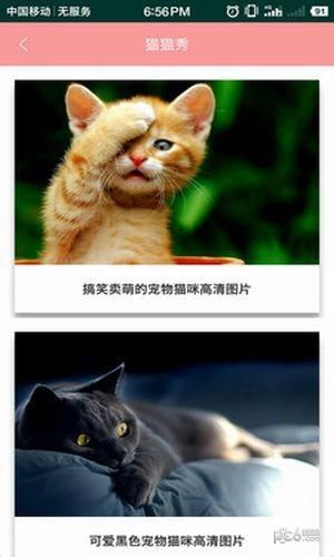 爱猫咪截图