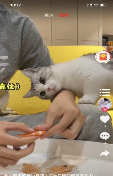 小萌猫截图